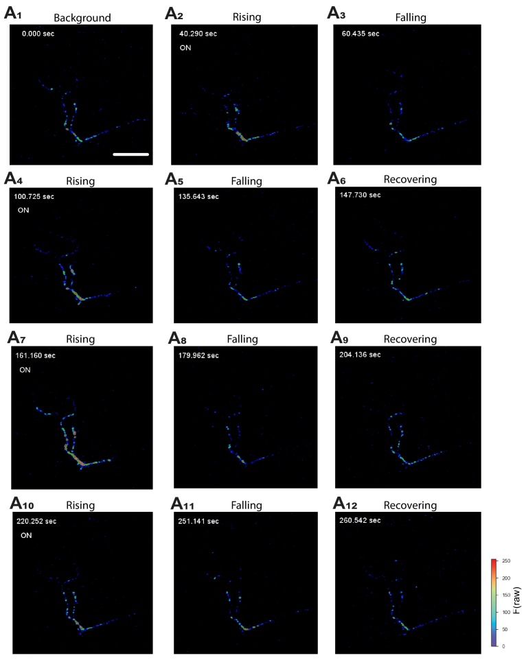 Figure 2—figure supplement 1.