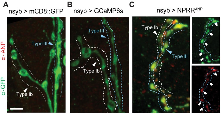 Figure 1—figure supplement 2.