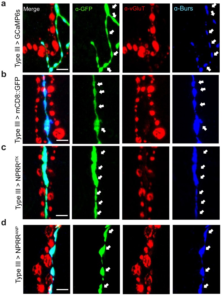 Figure 1—figure supplement 3.