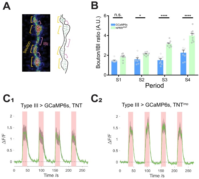 Figure 2—figure supplement 2.