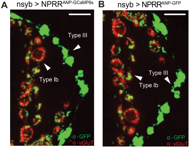 Figure 1—figure supplement 4.