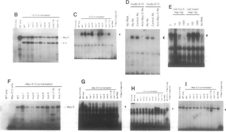 graphic file with name pnas01093-0164-a.jpg