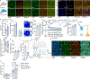 Extended Data Fig. 7