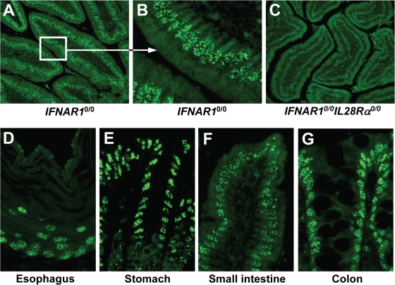 FIG. 7.