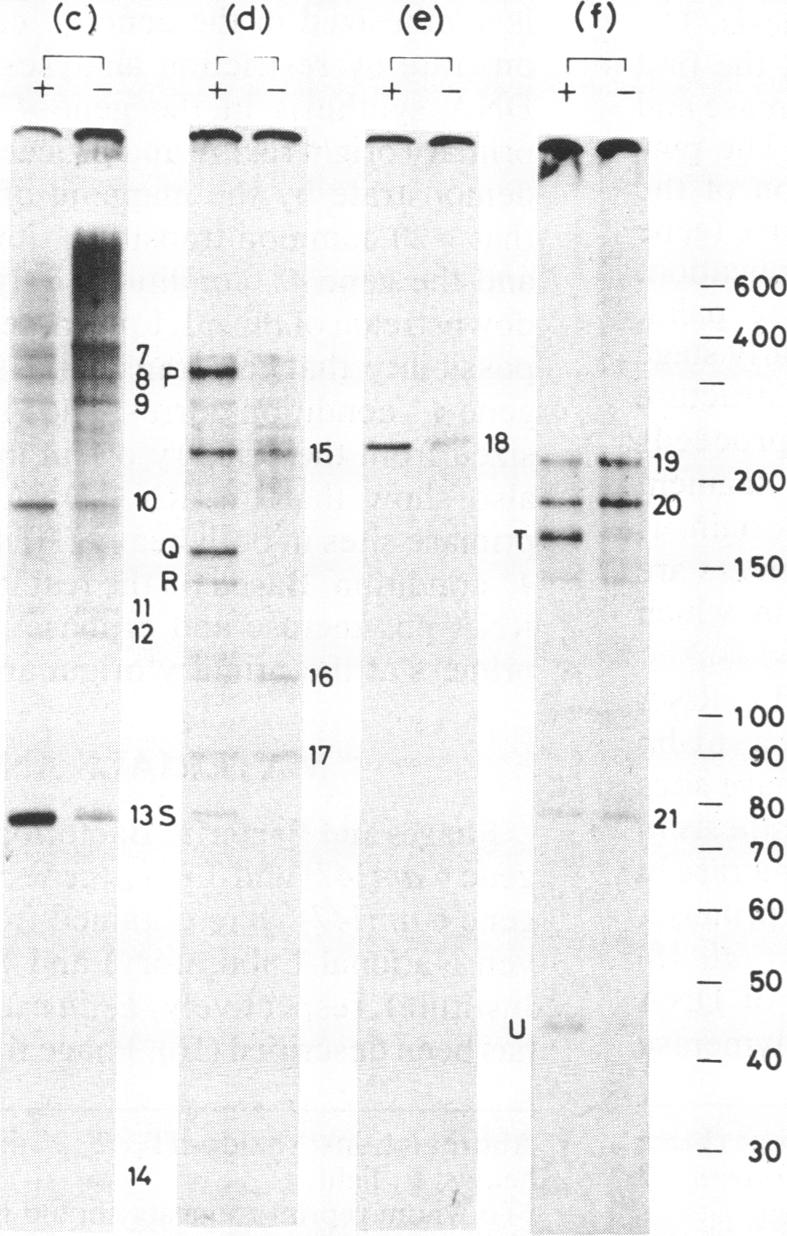 graphic file with name pnas00277-0035-e.jpg