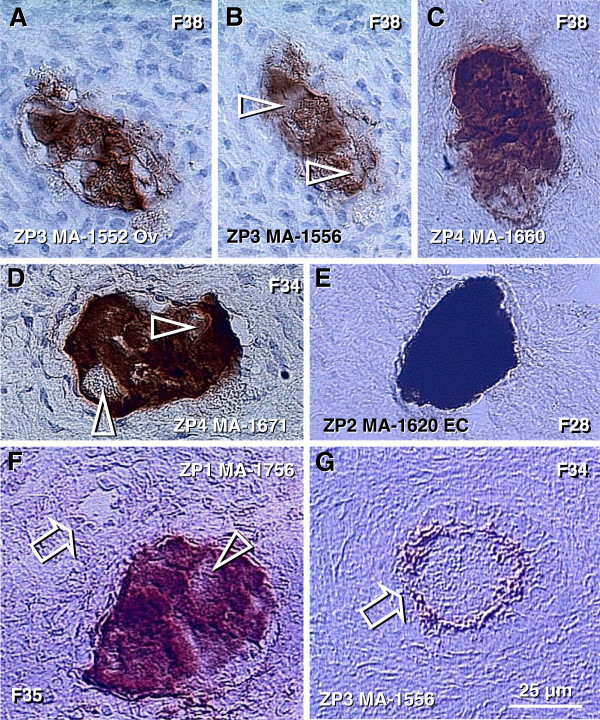 Figure 18