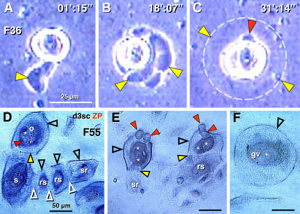 Figure 15