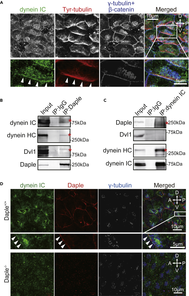 Figure 3