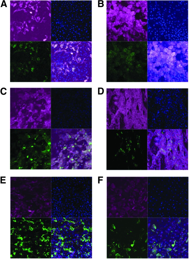 FIG. 4.