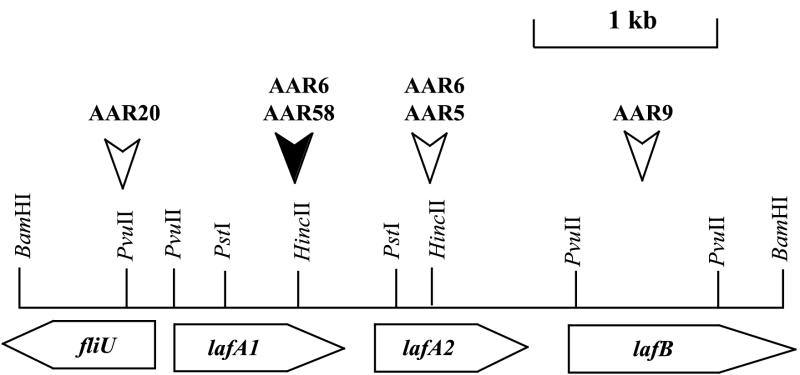 FIG. 1.