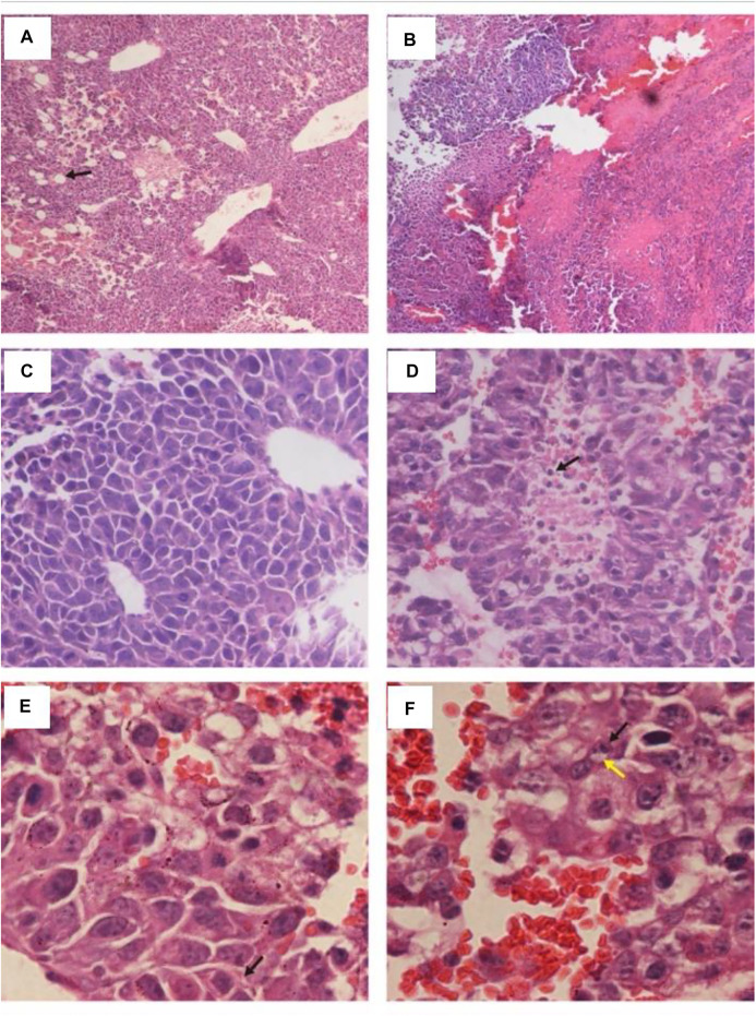 FIGURE 3