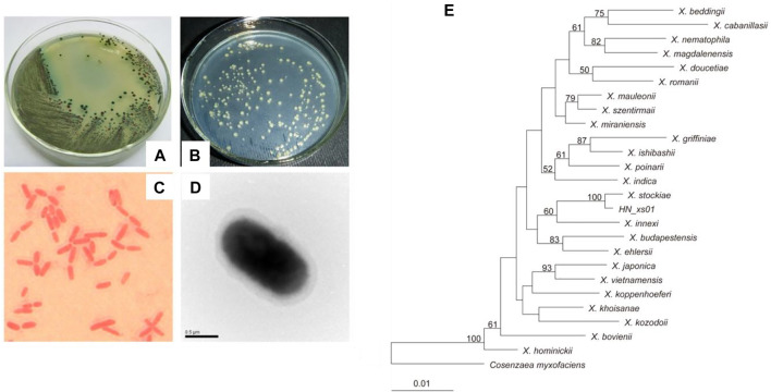 FIGURE 1