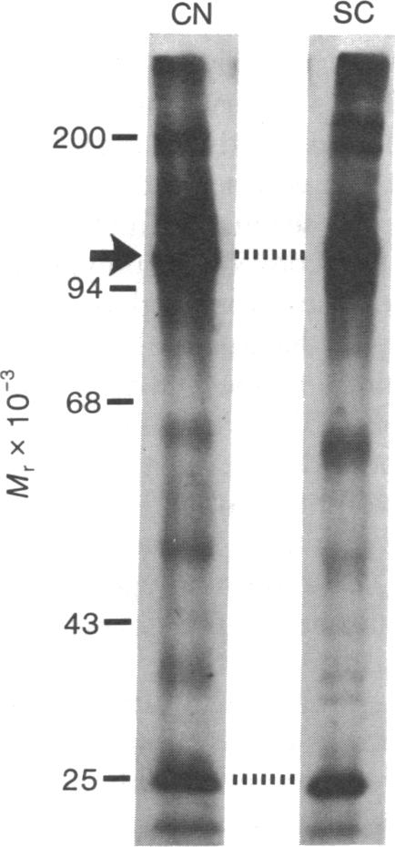 graphic file with name pnas00492-0700-a.jpg