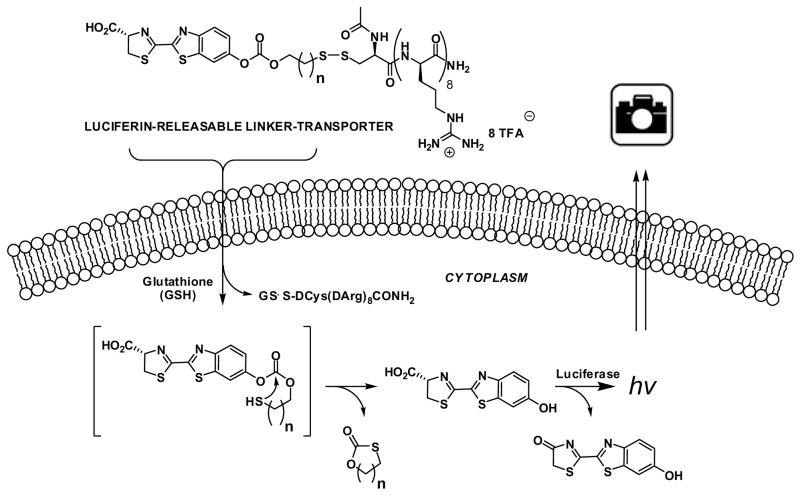 Fig. 13