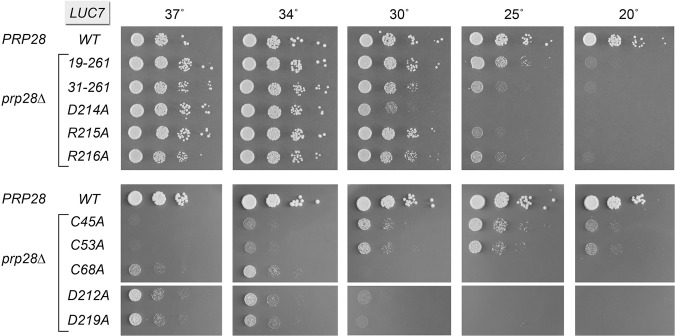 FIGURE 4.