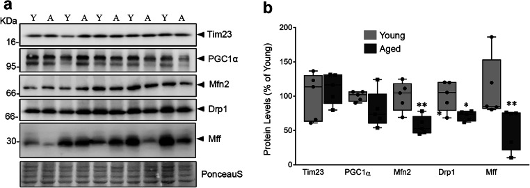 Fig. 1