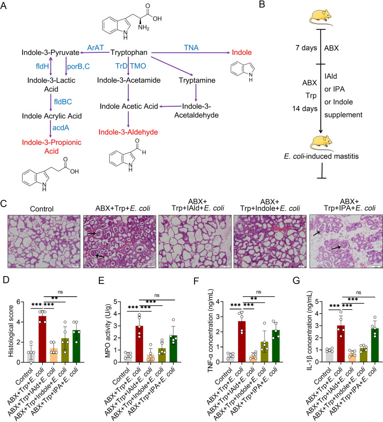 Fig 6