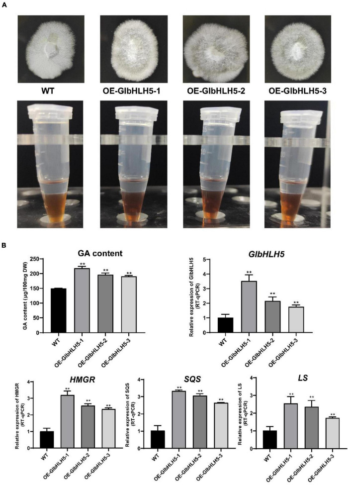 FIGURE 6