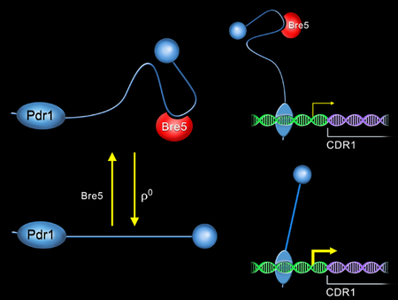 graphic file with name nihms-1007185-f0001.jpg