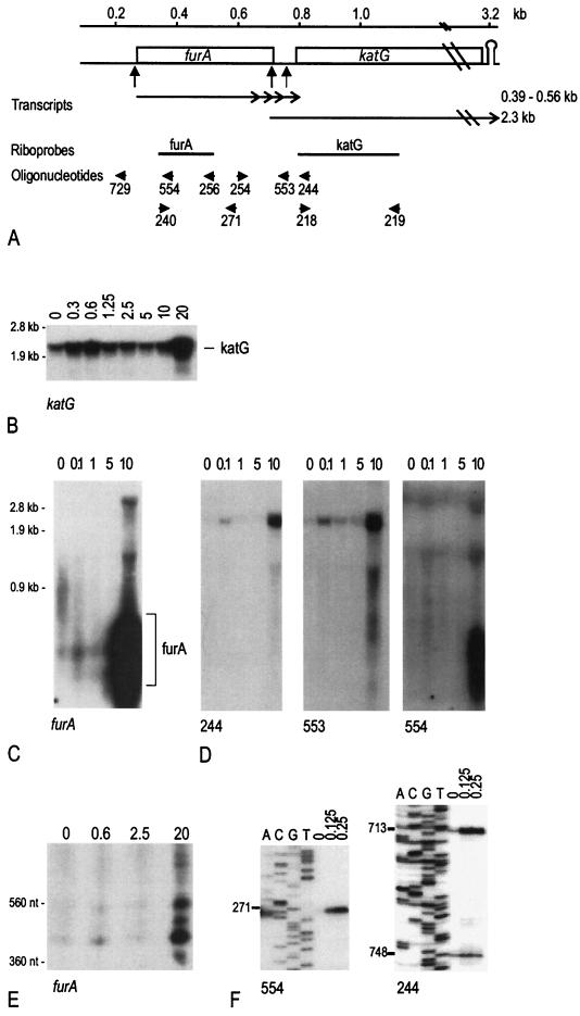 FIG. 1