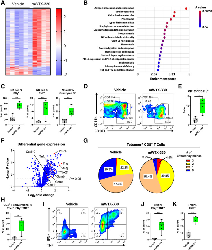 Figure 3. mWTX-330 activates various tumor-infiltrating immune-cell populations in the MC38 syngeneic tumor model. MC38 tumor-bearing mice were dosed twice a week with mWTX-330 or vehicle. Tumors (n = 5–6 mice per condition) were collected 24 hours after the second dose and dissociated into single cell suspensions for further analysis. RNA from each tumor was isolated and subjected to immune profiling with the NanoString PanCancer Mouse Immune Profiling Panel. A, Heat map of transcripts with statistically significant differences in expression between the two treatments (Supplementary Table S2). Transcripts were excluded from the heat map if they had average normalized counts below 50. Each lane represents an individual animal. B, Pathway enrichment analysis was performed using Partek software. C, The frequency of tumor-infiltrating NK cells producing IFNγ, TNF, or Granzyme B. Representative flow plots of CD11b+ and CD103+ tumor-infiltrating DCs (D) and the resulting ratio (E). F, Volcano plot of transcripts differentially expressed between mWTX-330 and vehicle-treated mice (Supplementary Table S2). G, The frequency of polyfunctional, tetramer positive CD8+ T cells was measured by examining coexpression of IFNγ, TNF, and Granzyme B after PMA/ionomycin restimulation. H, The frequency of conventional CD4+ T cells with a TH1 phenotype (Tbet+IFNγ+TNF+). I, The frequency of tumor-infiltrating FoxP3+ Tregs producing IFNγ and TNF (I–J) or expressing Tbet (K). Unless otherwise stated, data are presented a box and whiskers plot, where the box represents the 25th to 75th percentile, and the middle line represents the mean, whereas P values are derived from t tests. **, P < 0.01; ***, P < 0.001; ****, P < 0.0001.