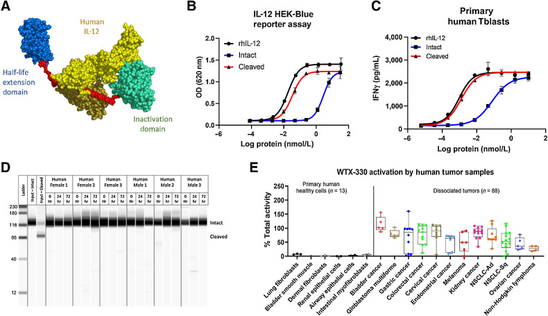 Figure 6. WTX-330 is inducible, stable in human serum, and selectively processed by dissociated primary human tumor samples. A, The components of WTX-330, including fully human IL-12 (yellow), a half-life extending HSA-specific single-domain antibody (blue), the activity blocking Ab domain (teal), and the protease-cleavable linkers (red). B, In vitro activity of WTX-330 in the HEK-Blue IL-12 reporter assay comparing intact (blue), and protease-activated (cleaved) WTX-330 (red) to rhIL-12 (black). C, In vitro activity of intact (blue) and cleaved (red) WTX-330 in primary human Tblasts compared with rhIL-12 (black). D, WTX-330 was diluted into healthy human serum from n = 6 donors and incubated at 37°C for 24 or 72 hours before WTX-330 processing was measured by capillary Western blot analysis. E, WTX-330 was exposed to primary human tumor samples (n = 88) or primary human healthy cells (n = 13) for 48 hours before INDUKINE protein cleavage was measured. For B and C, error bars represent the mean (± SD) of duplicate wells. For E, box plots represent the 25th and 75th percentile, whereas the line represents the median value for each indication.