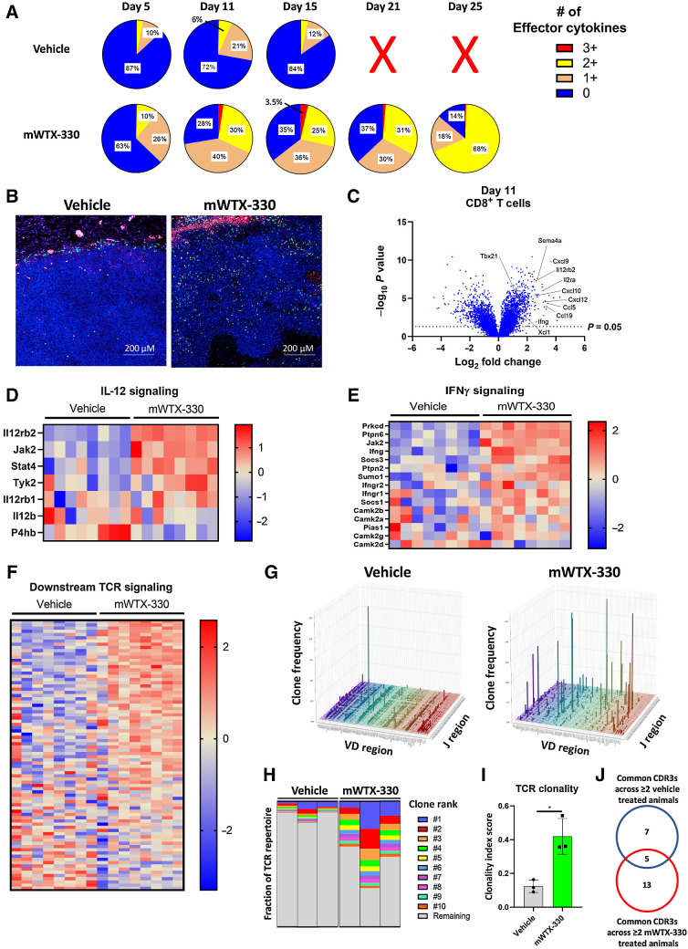 Figure 4. Systemic treatment with mWTX-330 expands novel TCR clones and increases overall clonality of the TCR repertoire. EMT-6 tumor-bearing mice (n = 30 per group) were dosed twice a week for 2 weeks with mWTX-330 or vehicle. Tumors were collected at various time points for analysis (n = 6 per condition and time point). A, The frequency of polyfunctional CD8+ T cells was measured by examining coexpression of IFNγ, TNF, and Granzyme B after PMA/ionomycin restimulation. Tumors from vehicle mice at day 21 and 25 exceeded tumor burden and were not included in analysis. B, FFPE EMT-6 tumors from Day 11 were analyzed using the nanostring DSP system, and immunofluorescence staining of DAPI (blue), PanCK (pink), and CD8 (green) was performed. C, Volcano plot of transcripts differentially expressed by tumor-infiltrating CD8+ T cells between mWTX-330 and vehicle-treated mice. Pathway analysis was performed using the Nanostring DSP software and heat maps of genes associated with IL-12 signaling (D), IFNγ signaling (E), or TCR signaling (F) are reported (Supplementary Table S4). G–J, Live T cells were isolated from EMT-6 tumors on Day 11 and TCR sequencing was performed. G, The frequency of individual VDJ recombinations on the TCRβ chain. H, The frequency of the top 10 clones for each animal as a fraction of the total TCR repertoire. Each column represents the TCR repertoire of a single animal. I, The overall clonality index was calculated for these samples by treatment group. J, The top 100 TCR clones based on frequency were identified on the basis of CDR3 sequencing for each individual animal, and any clones that were present in the tumors of at least two of the vehicle-treated or two of the mWTX-330–treated animals were compared.