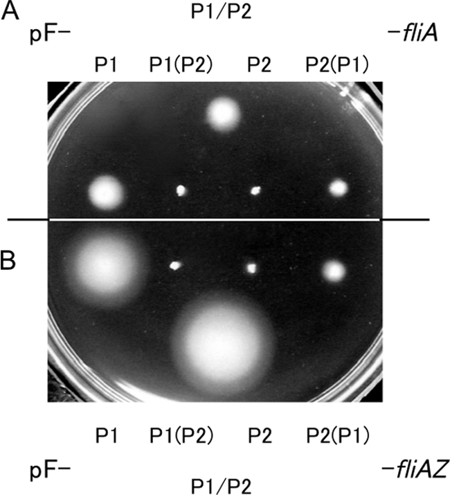 Fig. 3.