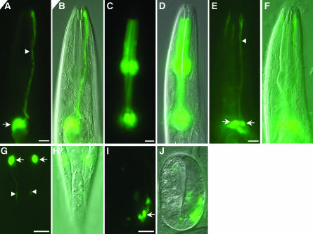 Figure 2.—