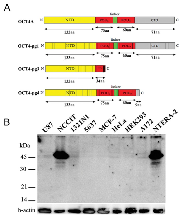 Fig.2