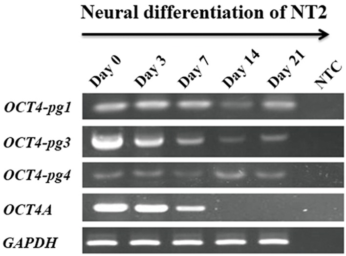 Fig.4