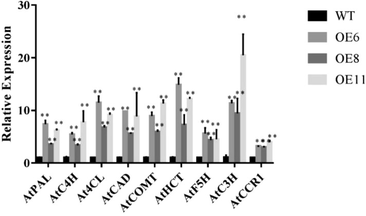 Figure 7