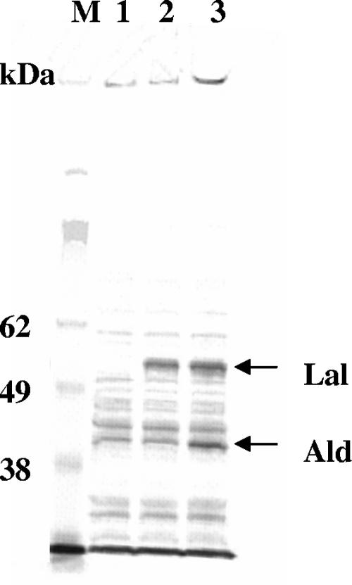 FIG. 1.