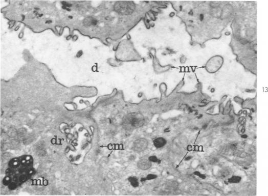 Fig. 13