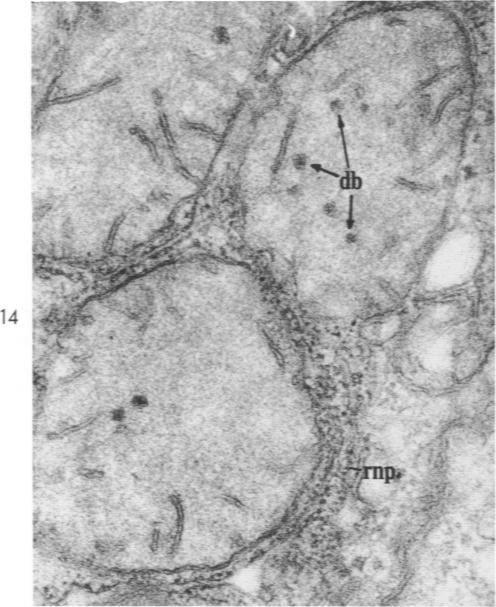 Fig. 14