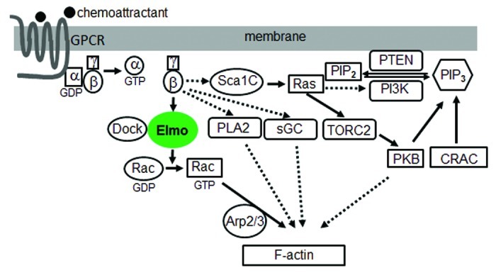 graphic file with name bioa-2-15-g1.jpg