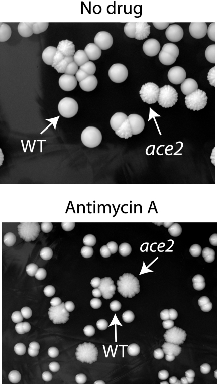 FIG. 3.