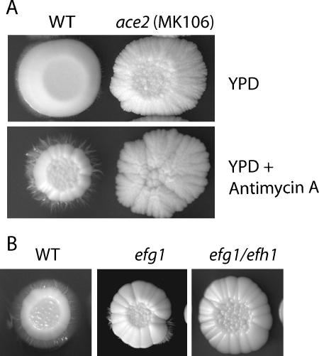 FIG. 4.