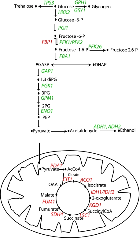 FIG. 2.