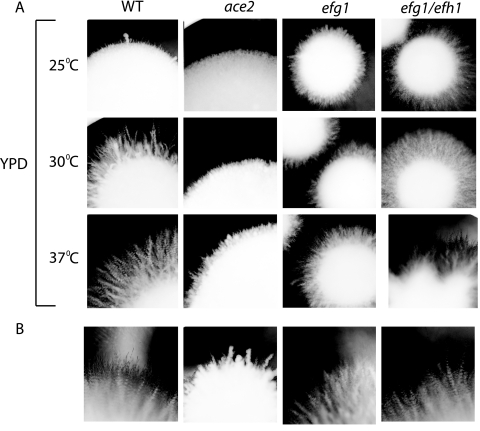 FIG. 6.