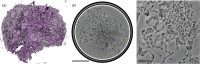 Appendix 3—figure 1.