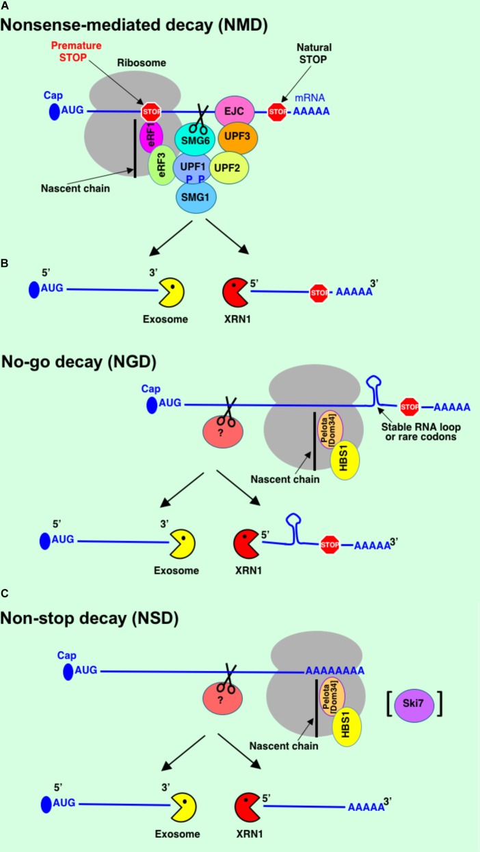 FIGURE 3