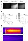Figure 5—figure supplement 1.