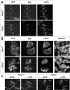 Figure 3—figure supplement 1.