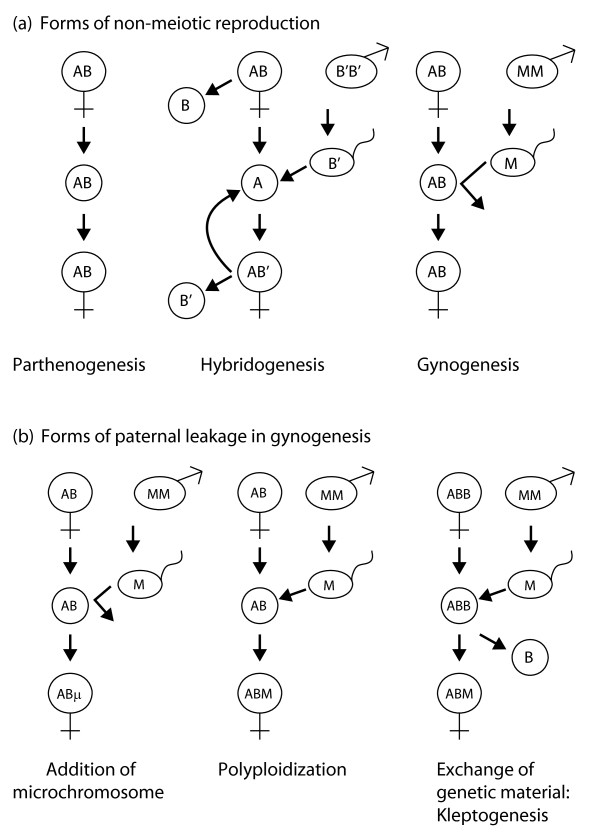 A little bit is better than nothing: the incomplete parthenogenesis of ...