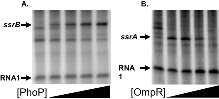 Figure 4—figure supplement 3.