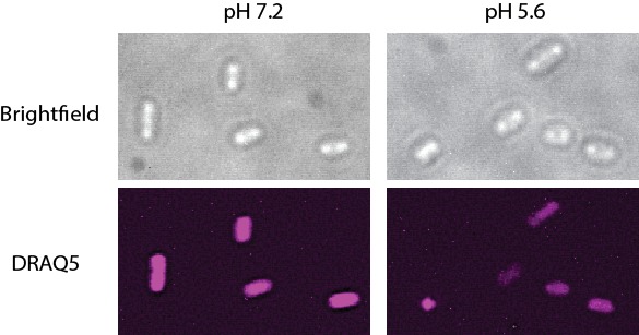 Figure 6—figure supplement 2.