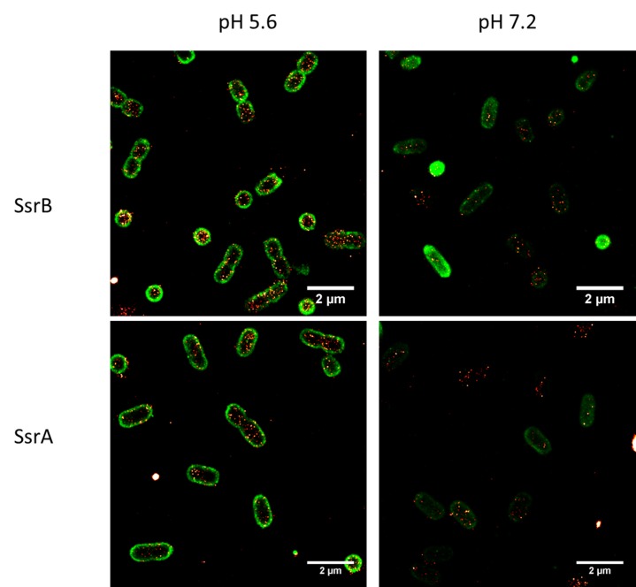 Figure 3—figure supplement 1.