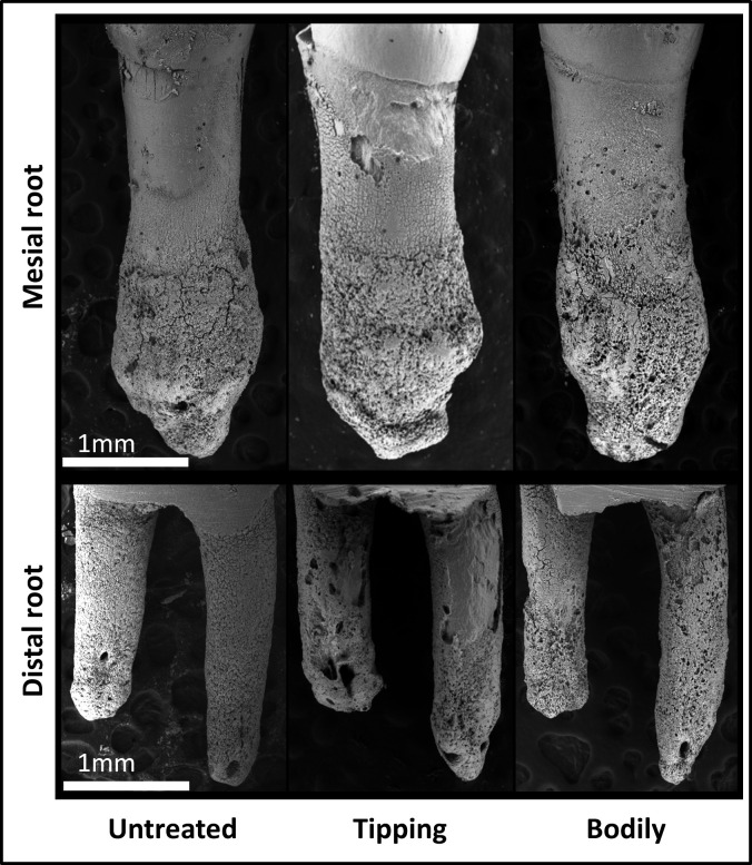 Figure 4. Images of root resorption visualized using scanning electron microscopy. Roots of the untreated control (no force), tipping, and bodily tooth movement groups on day 28 are shown. The mesial roots are shown in the upper panel, and the distal roots are shown in the lower panel. The cervical half of each root was measured for root resorption.