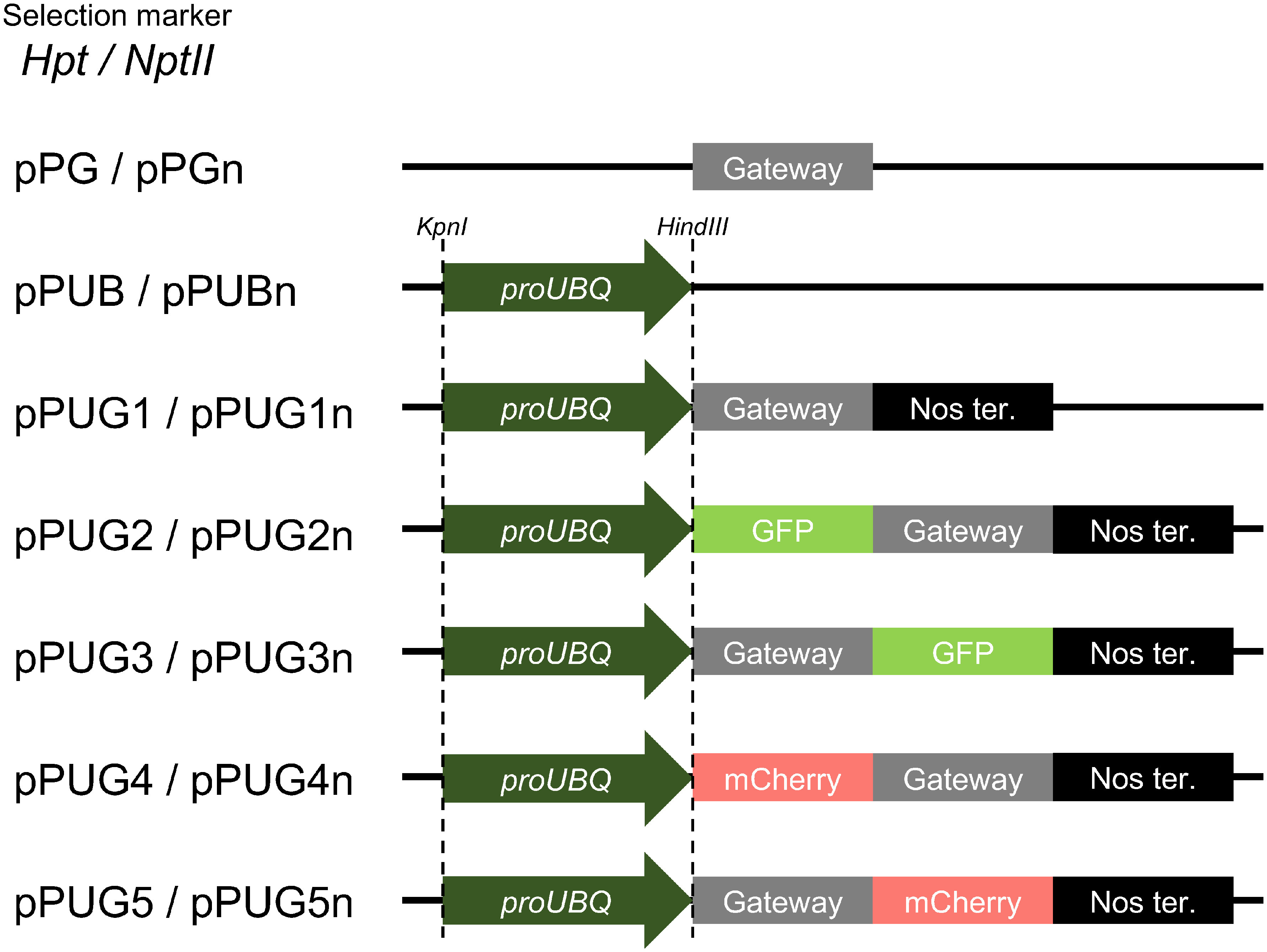 Figure 3. Gateway-based binary vectors for rice developed in this study.